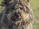 yeti_fantastyczny_briard_mix_szuka_