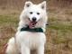 tymon_bialy_mis_samojed_mix_szuka_d