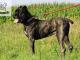 boski_boston_przyjazny_cane_corso_m