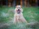 picard_przecudny_terrierek_przyjazn