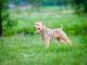 willi_przyjazny_lakeland_terrier_mi