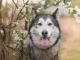 rahim_pozytywny_alaskan_husky_mix_n