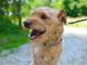 mlody_chester_przyjazny_terrier_wal