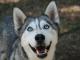 morfeusz_mlody_przepiekny_husky_wes