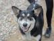 dora_mloda_sunia_husky_mix_przyjazn