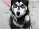 mia_mloda_sunia_husky_mix_przyjazna