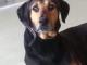 lord_gonczy_doberman_mix_szuka_piln