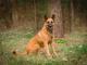 tequila_malinois_mix_wesola_madra_z