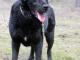 blacky_labrador_mix_szuka_domu_