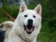 ice_piekny_malamute_mix_przyjazny_i