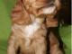 sliczne_suczki_w100_cocier_spaniel_