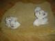 west_westy_highland_white_terrier