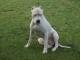 szczenieta_dogo_argentino