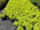 spiraea_japonica_golden_princess_c3