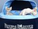 kocieta_devon_rex
