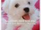 maltanczyk_maltanczyki_maltese
