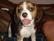 beagle_tri_color_szczeniak