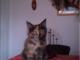 kocieta_mainecoon
