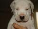 szczenieta_dogo_argentino