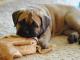 cane_corso_szczenieta_z_rodowodem_f
