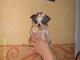 filigranowe_chihuahua_waga_dorosleg