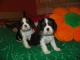cavalier_king_charles_spaniel_szcze