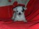 _mini_chihuahua_krotkowlosy_waga_do