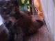 kocieta_mainecoon_niczym_psiak