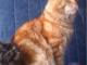 kocieta_mainecoon_niczym_psiak