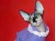 kocieta_sfinks_sphynx_canadian_wars