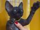 ostatni_czarny_kociak_miot_h_sphynx
