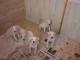 szczenieta_dogo_argentino