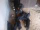 rottweiler_szczeniaki
