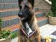 owczarki_belgijskie_malinois_rodowo