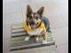 timi_w_typie_corgi_szuka_domu_