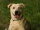 lucy_w_typie_labradora_do_adopcji