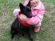 mloda_mala_pola_w_typie_schipperke_